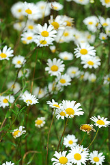 Image showing Wild daisies