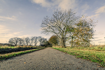 Image showing Nature path with naked trees