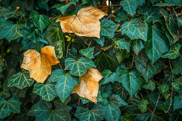 Image showing Ivy with green and golden leaves