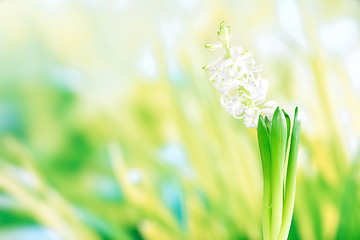 Image showing Hyacinth flower in green grass