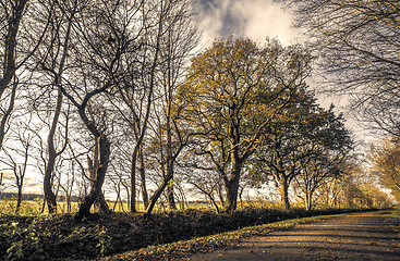 Image showing Trees by the road in a forest