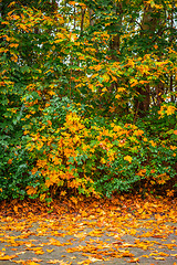 Image showing Autumn maple on the sidewalk