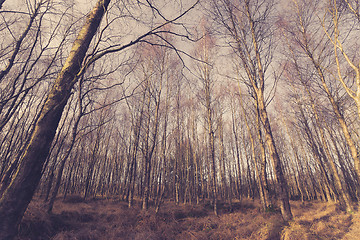 Image showing Birch trees without leaves in the forest