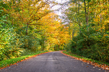 Image showing Forest road surrounded by colorful trees