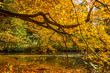 Image showing Tree over a lake in the autumn