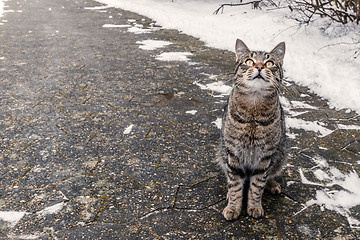 Image showing Cat sitting on a sidewalk