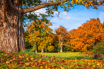 Image showing Autumn leaves under a big tree