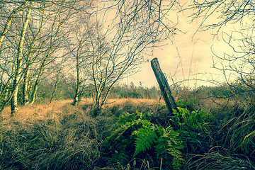 Image showing Green fern in autumn nature