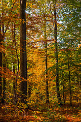 Image showing Forest with tall trees in the fall