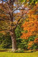 Image showing Trees with magic colors in the autumn
