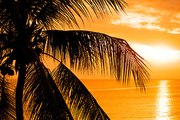 Image showing Palm tree leaves in the sunset