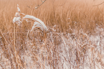 Image showing Snow on frozen plants