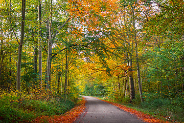 Image showing Road in a forest at autumn
