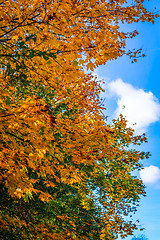 Image showing Autumn leaves on a tree on a sunny day