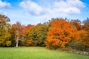 Image showing Trees with colorful red leaves 