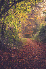 Image showing Autumn leaves on a road in the forest