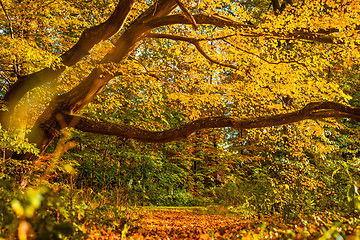 Image showing Colorful forest in the fall