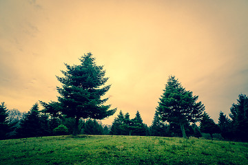 Image showing Pine trees in the sunset