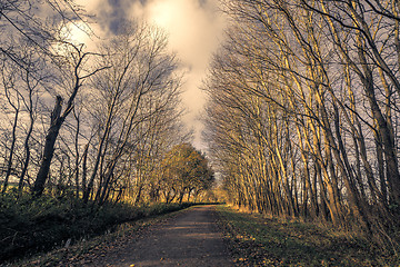 Image showing Tall trees without leaves by a nature road