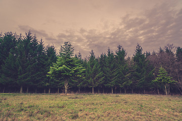 Image showing Pine trees on a field in the fall