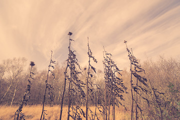 Image showing Thistles in autumn nature