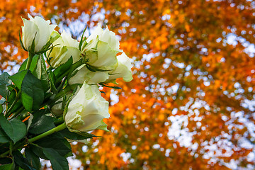 Image showing Roses bouquet in autumn