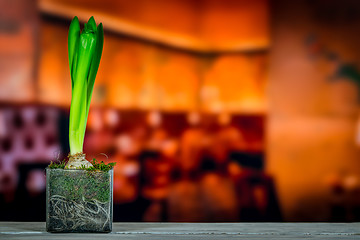 Image showing Hyacinth plant on a wooden table