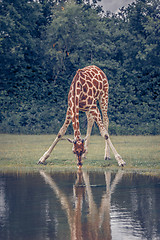 Image showing Giraffe drinking water at a pond