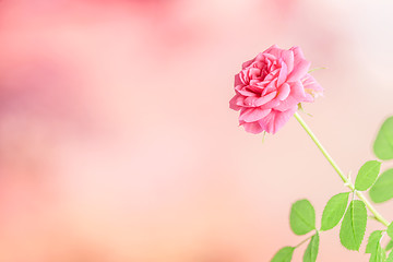 Image showing Pink rose on a violet background