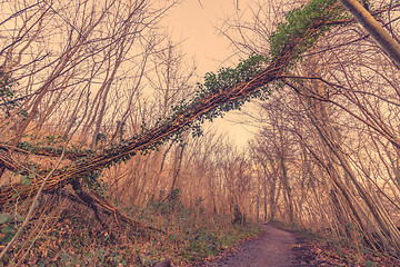 Image showing Ivy on a tree in autumn