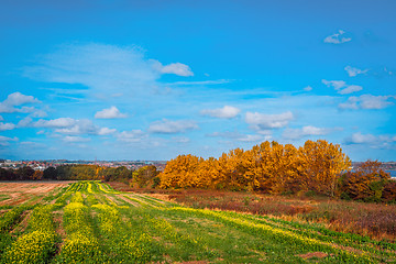 Image showing Colorful trees on a field in the fall