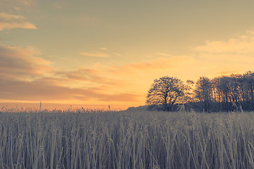 Image showing Countryside sunrise with a frosty field