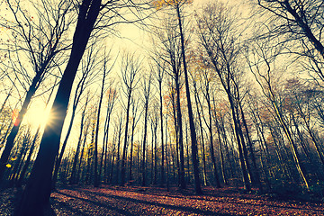 Image showing Trees without leaves in the forest