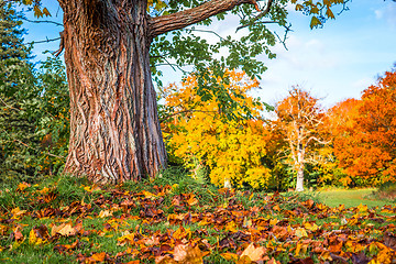 Image showing Colorful maple leaves under a tree