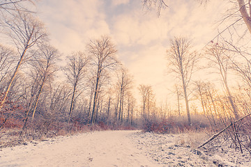 Image showing Forest trail covered with snow