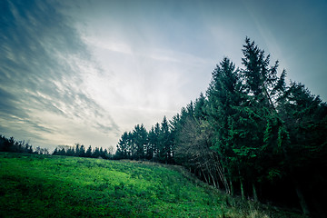 Image showing Pine trees on a green field