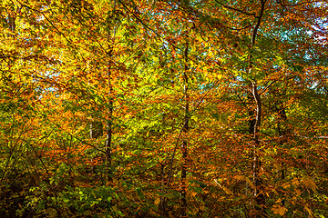 Image showing Autumn leaves in red and yellow colors