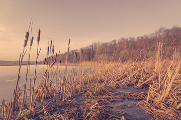 Image showing Reed at a frozen lake