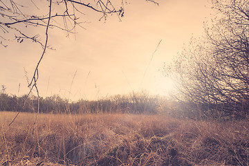 Image showing Autumn meadow in the sunset