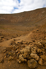 Image showing wood plant  bush timanfaya  volcanic rock stone sky    lanzarote