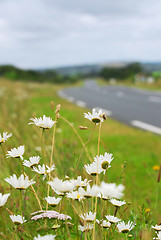 Image showing Country road