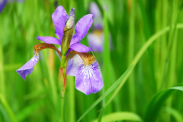 Image showing Irises