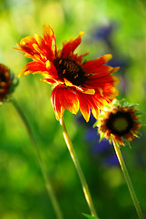 Image showing Indain blanket flowers