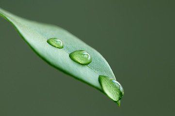 Image showing Green leaf with water drops