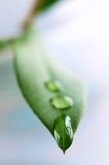 Image showing Green leaf with water drops