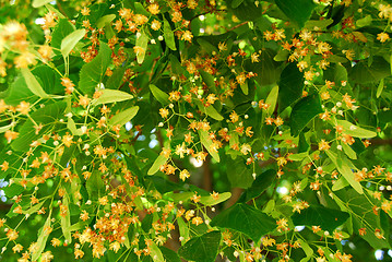 Image showing Blooming linden