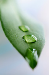 Image showing Green leaf with water drops