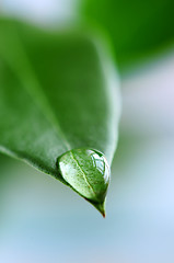 Image showing Water drop on green leaf