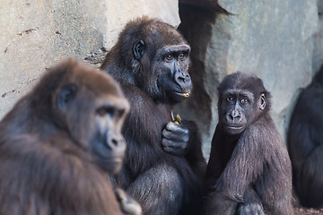 Image showing Gorilla apes family.