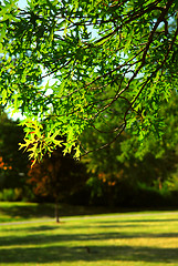 Image showing Green tree branch